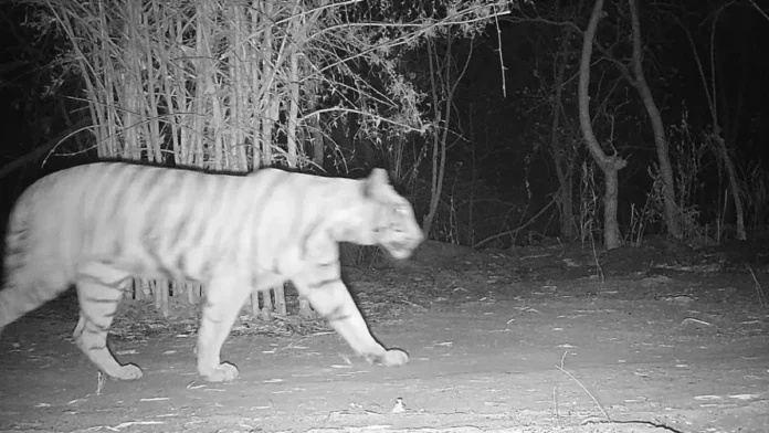 गरियाबंद: उदंती-सीतानदी में बाघों की चहलकदमी, कैमरे में कैद हुई तस्वीर
