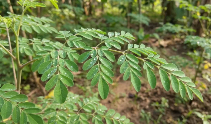 आयरन की कमी दूर करने के लिए डाइट में शामिल करें ये 4 चीजें