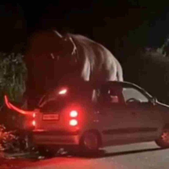 मुन्नार में हाथी 'पडयप्पा' ने कार पर किया हमला, ड्राइवर की सूझबूझ से टला हादसा