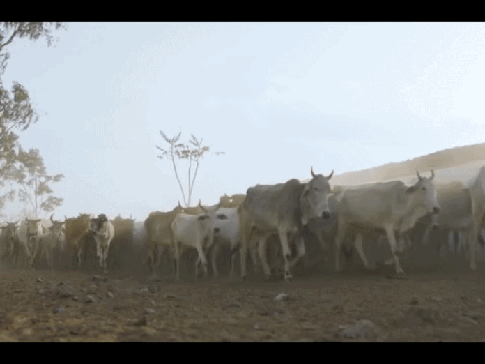 मध्य प्रदेश में पशु पहचान के लिए रंगीन टैग, निराश्रित पशुओं की समस्या से निपटने